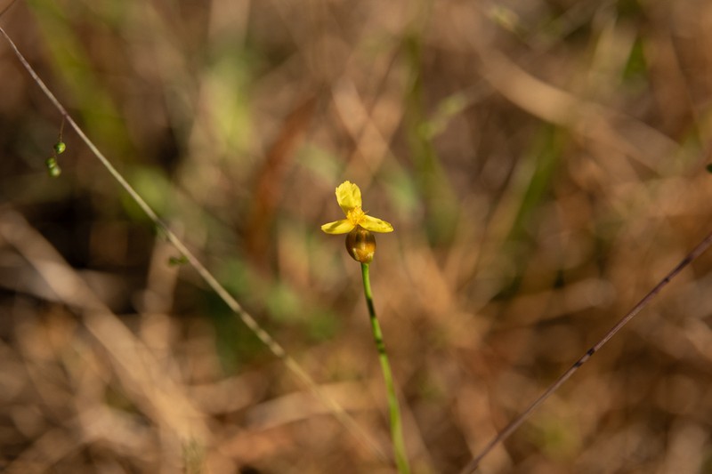 Bog Yelloweyed Grass photo 4