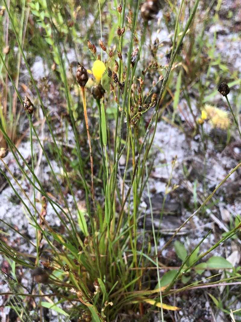 Bog Yelloweyed Grass photo 5