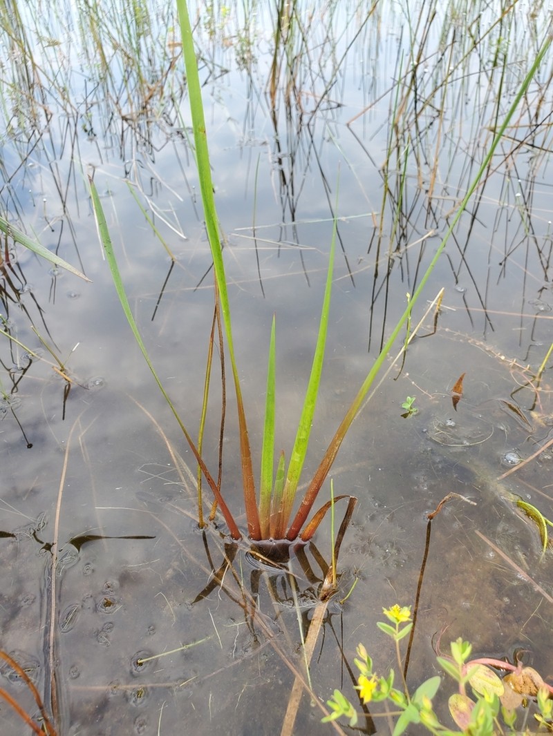 Bog Yelloweyed Grass photo 6