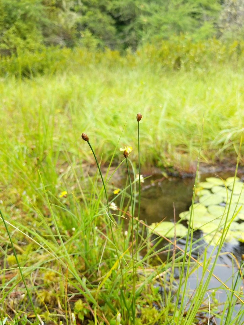 Bog Yelloweyed Grass photo 7