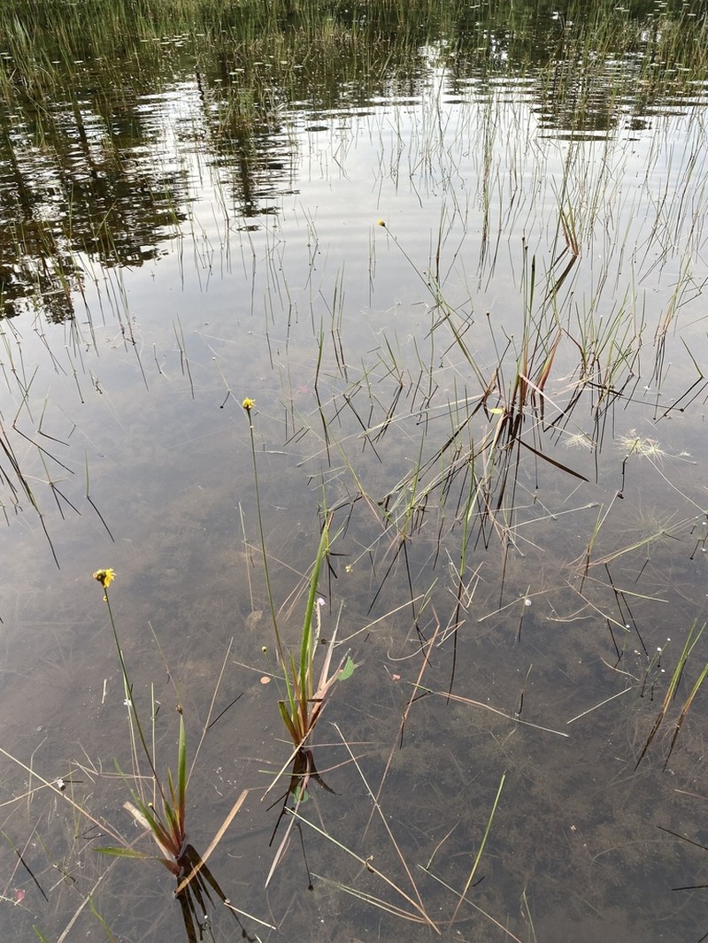 Bog Yelloweyed Grass photo 8