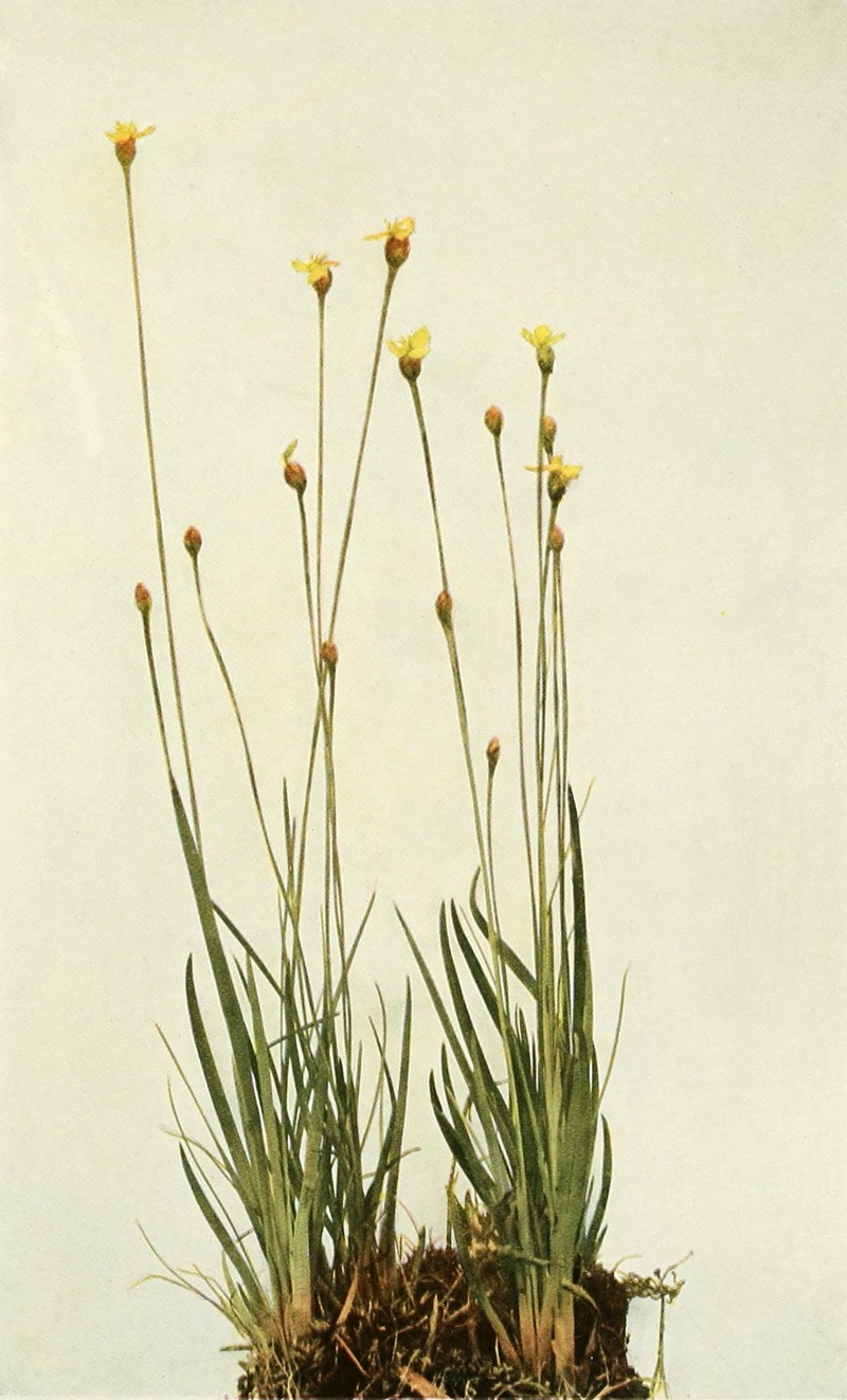 Bog Yelloweyed Grass photo 4