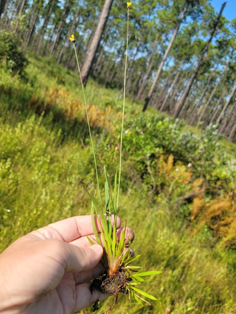 Xyris difformis var. curtissii