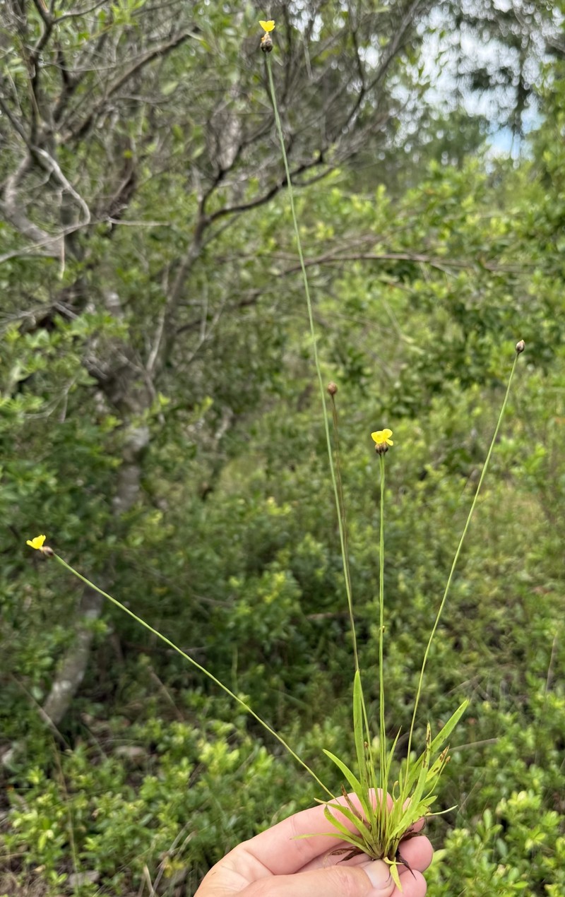 Xyris difformis var. curtissii photo 2