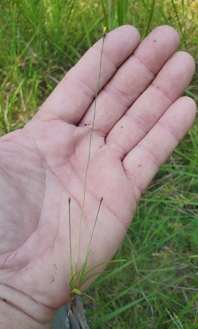 Xyris difformis var. curtissii photo 4