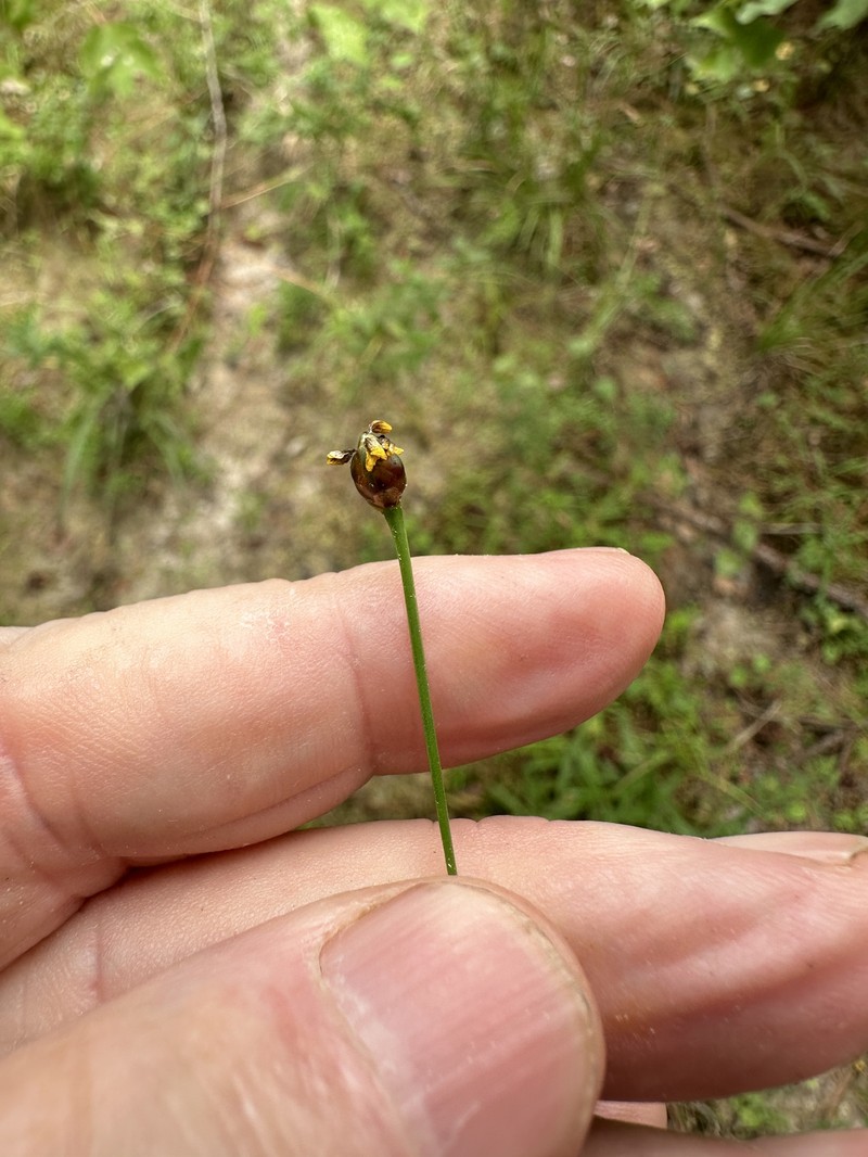 Xyris difformis var. curtissii photo 5