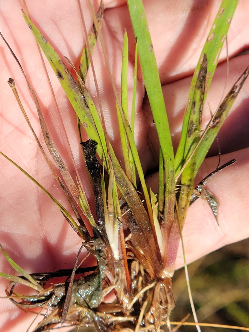 Xyris difformis var. curtissii photo 6