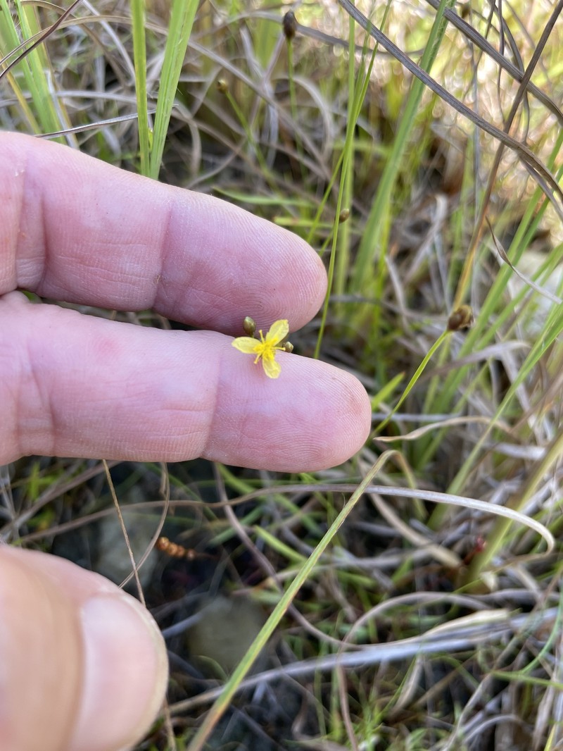 Xyris difformis var. curtissii photo 7