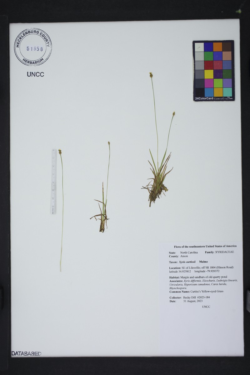 Xyris difformis var. curtissii photo 8