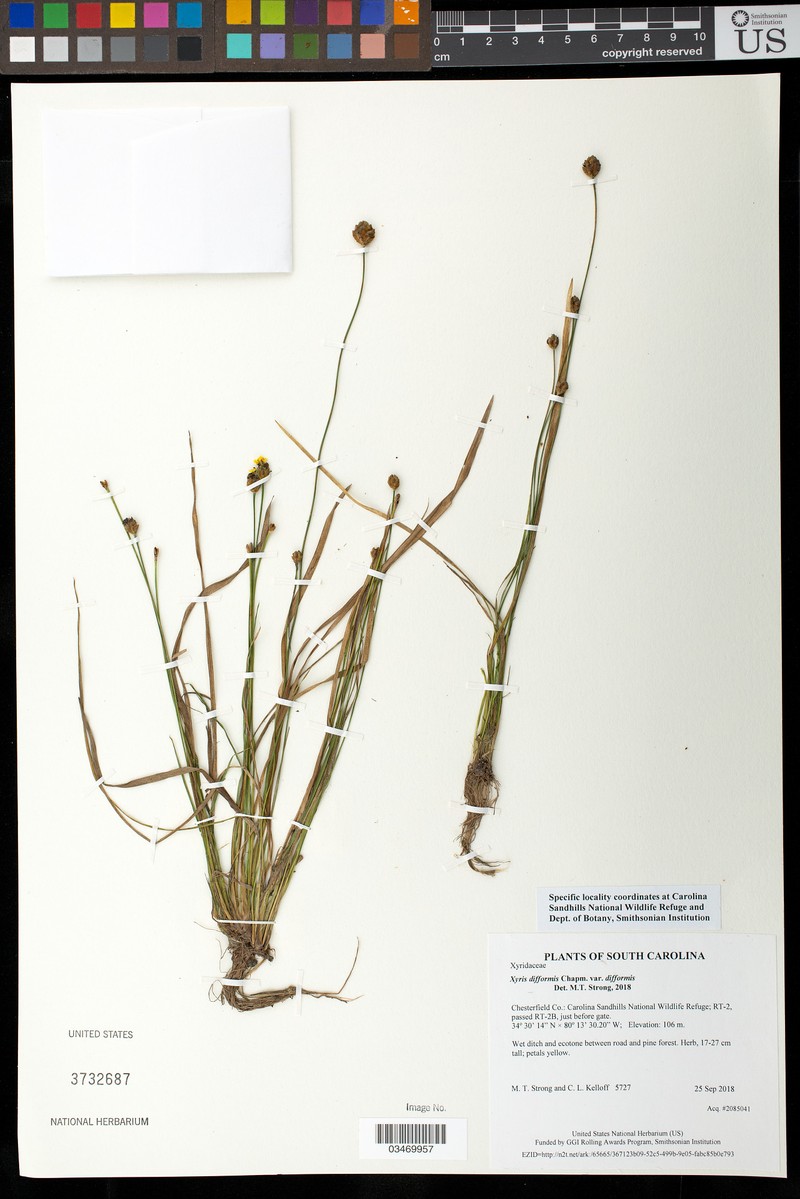 Xyris difformis var. difformis