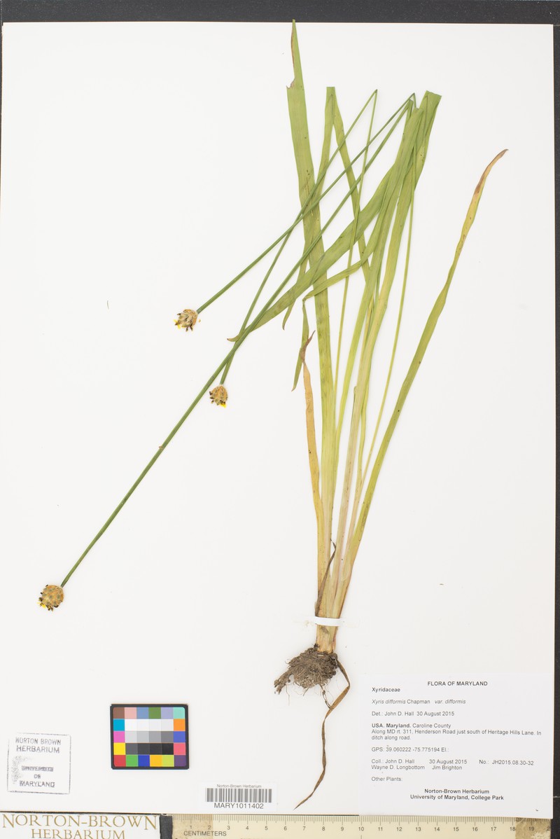 Xyris difformis var. difformis photo 2