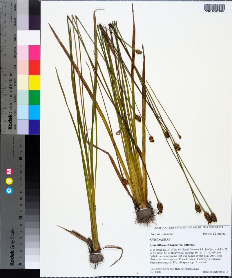 Xyris difformis var. difformis photo 3