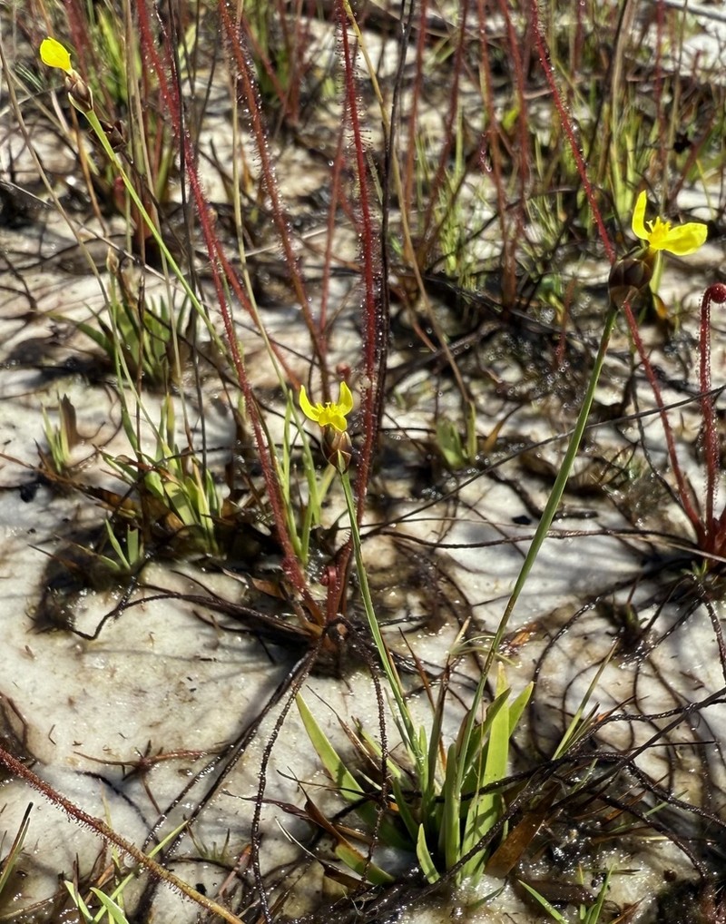 Drummond's Yelloweyed Grass