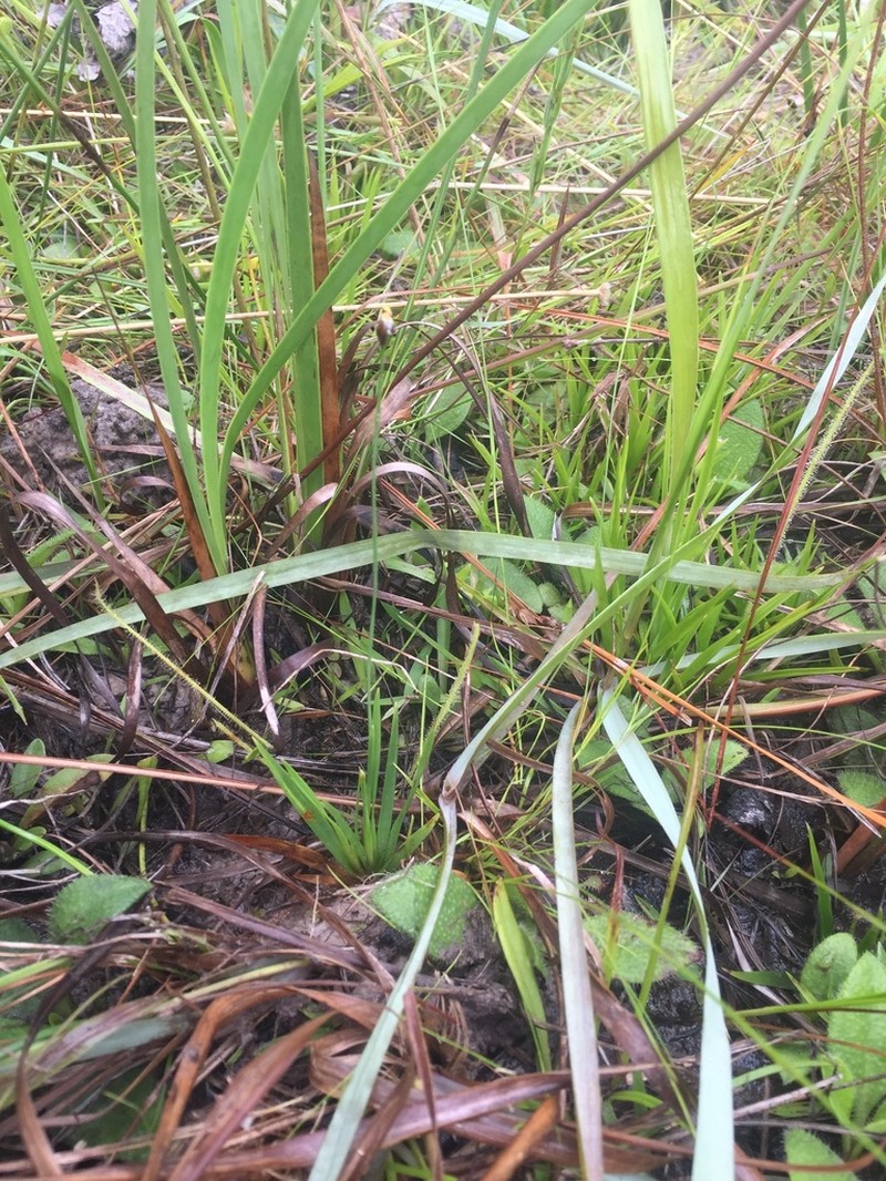 Drummond's Yelloweyed Grass photo 2