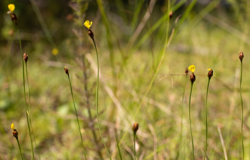 Drummond's Yelloweyed Grass photo 3