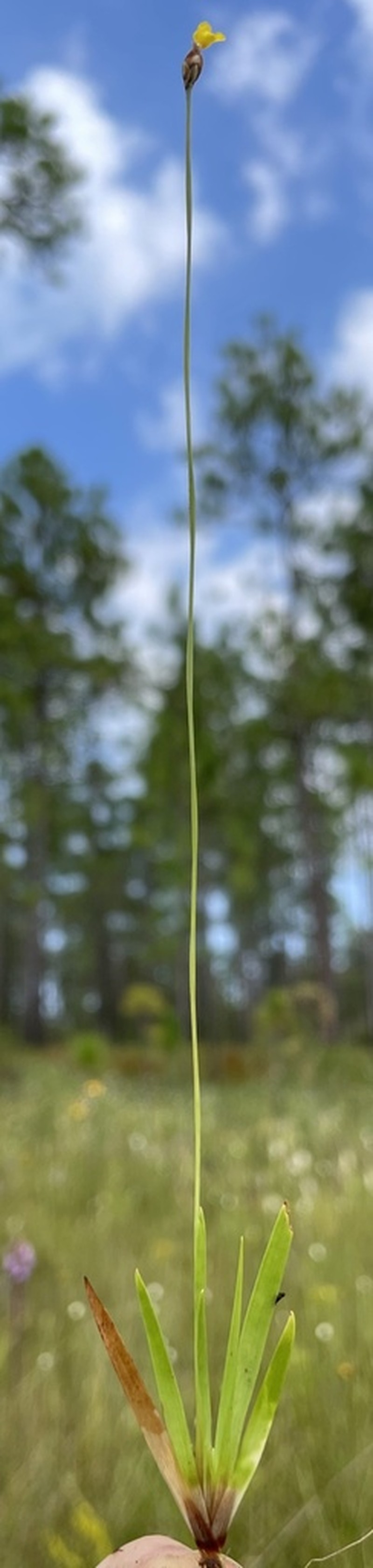 Drummond's Yelloweyed Grass photo 4