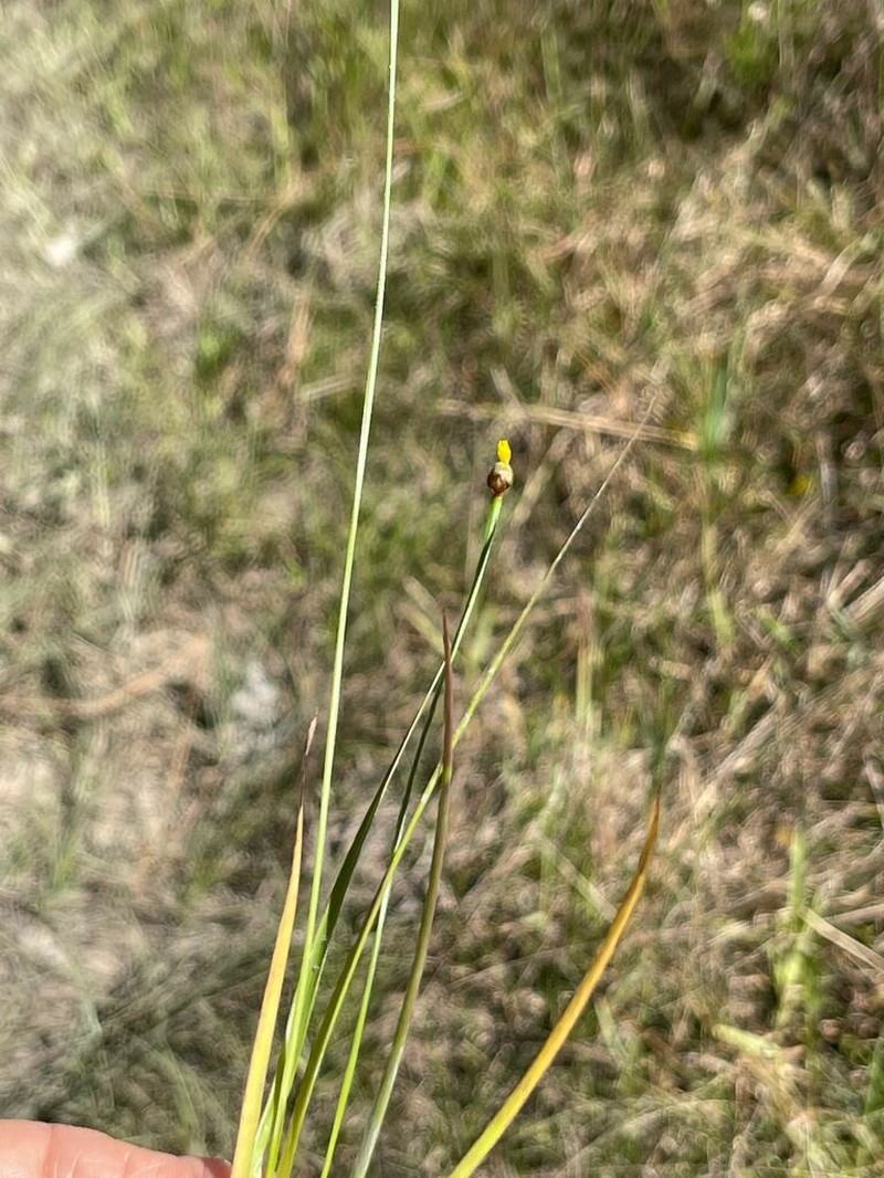 Drummond's Yelloweyed Grass photo 5
