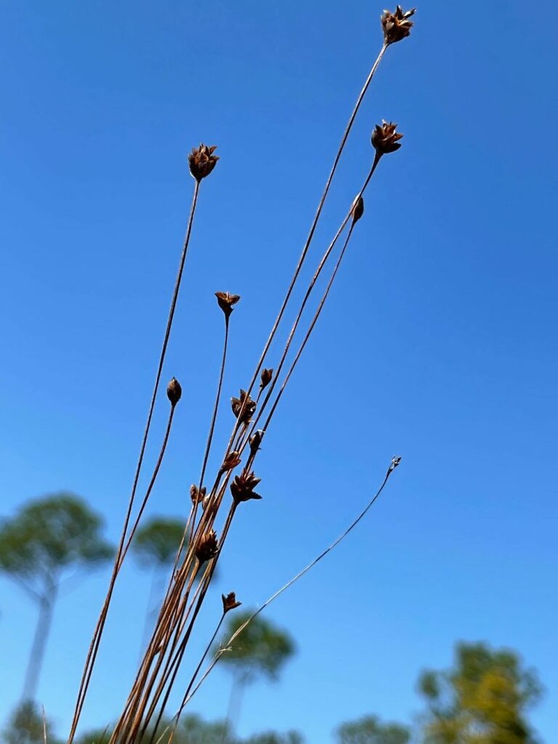 Drummond's Yelloweyed Grass photo 6