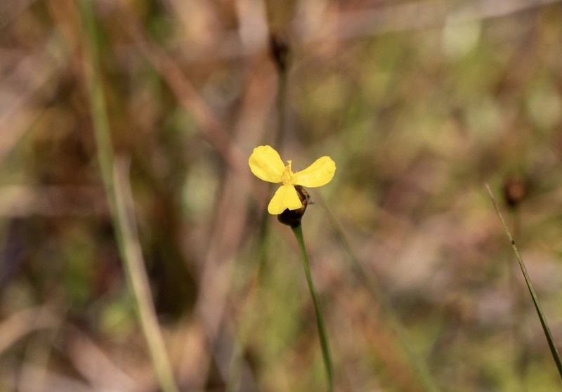 Drummond's Yelloweyed Grass photo 7