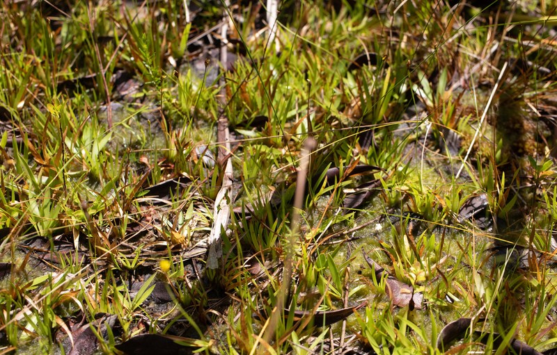 Drummond's Yelloweyed Grass photo 8
