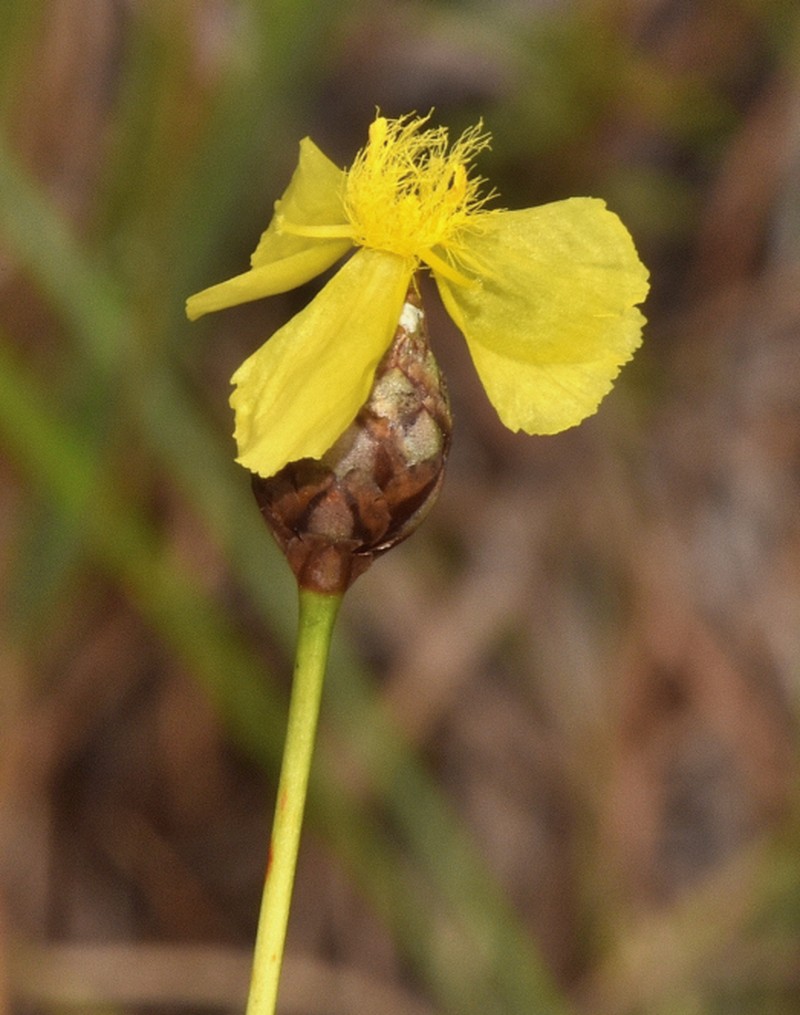 Elliott's Yelloweyed Grass
