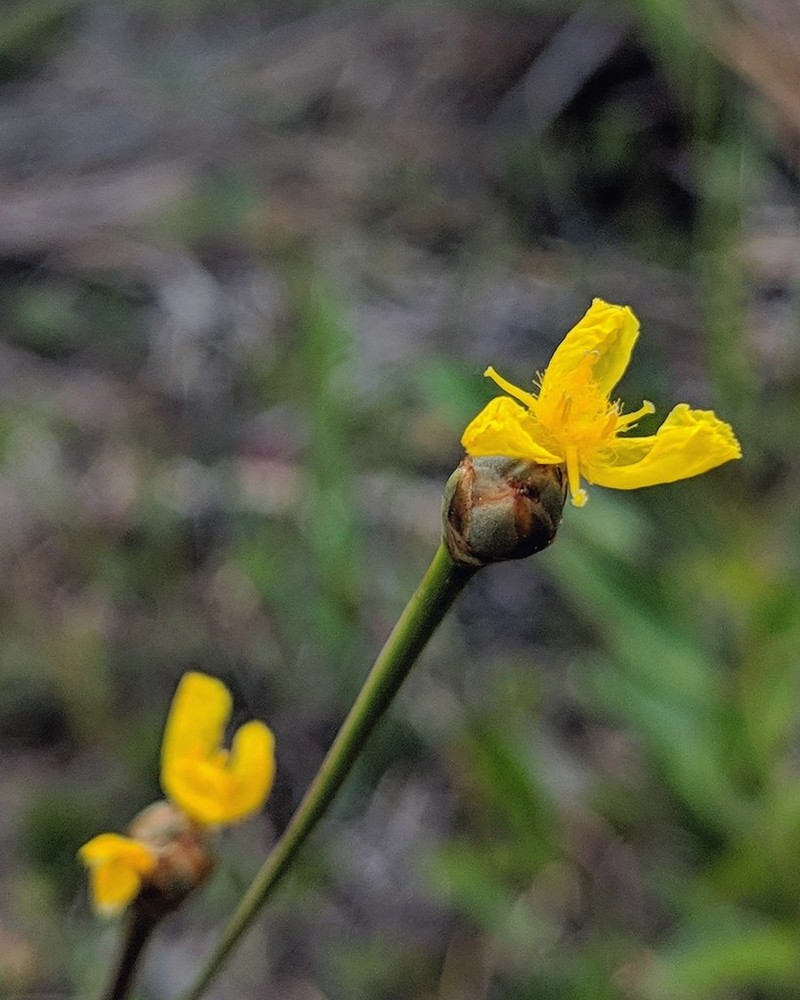 Elliott's Yelloweyed Grass photo 2