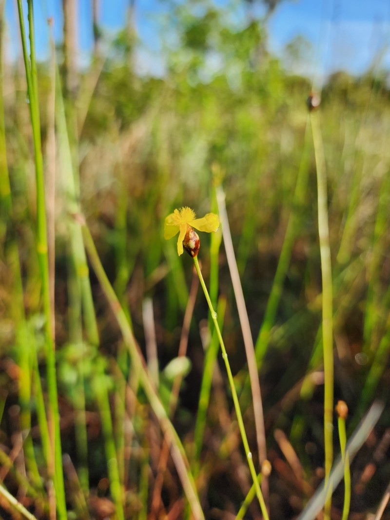 Elliott's Yelloweyed Grass photo 3