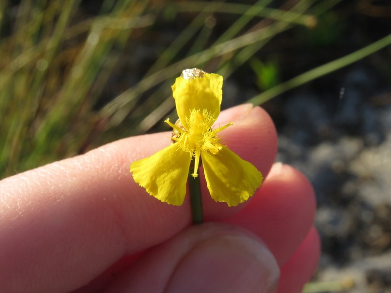 Elliott's Yelloweyed Grass photo 4