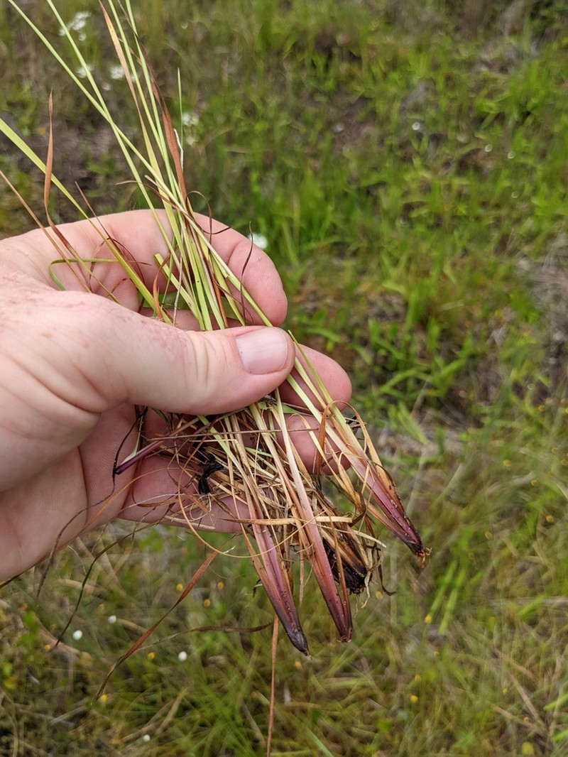 Elliott's Yelloweyed Grass photo 5