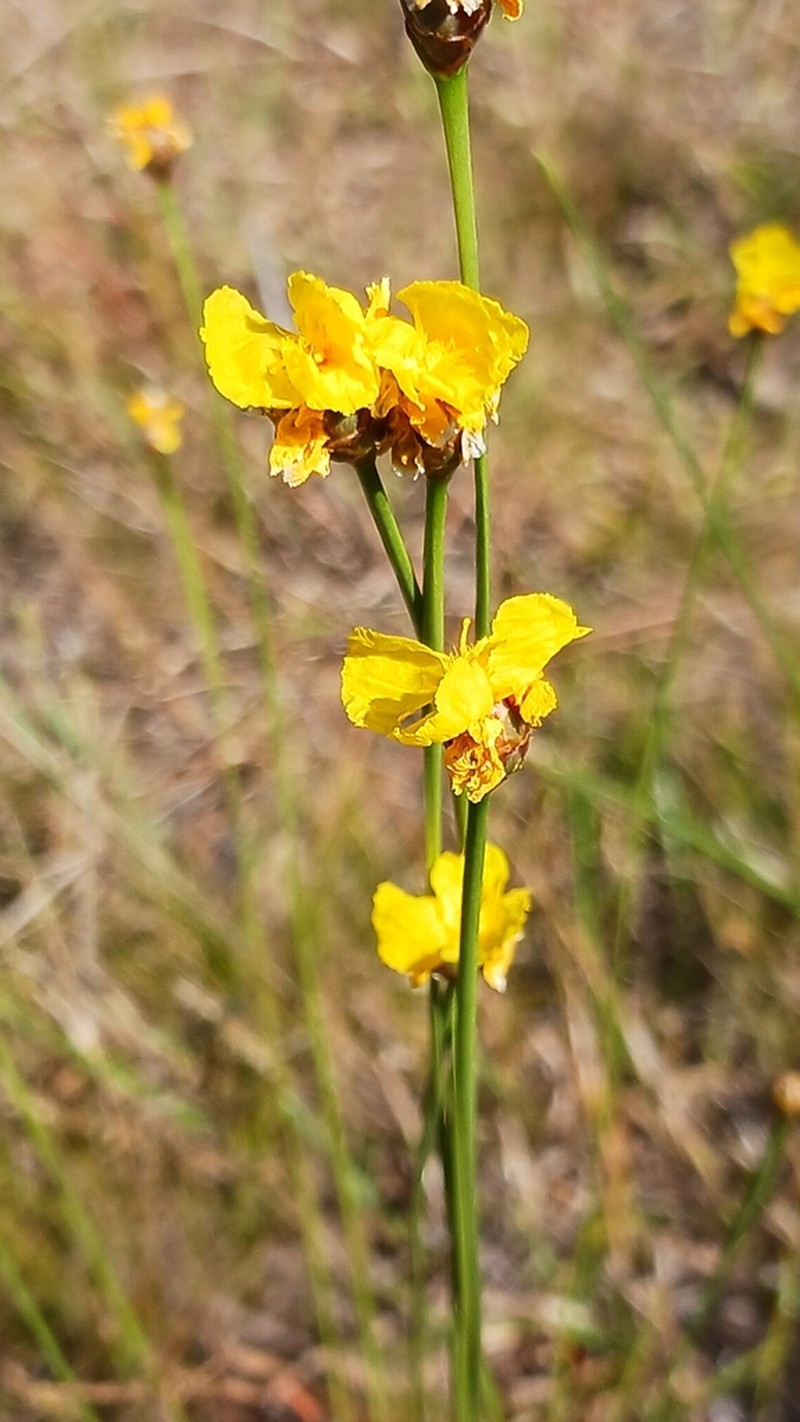 Elliott's Yelloweyed Grass photo 6