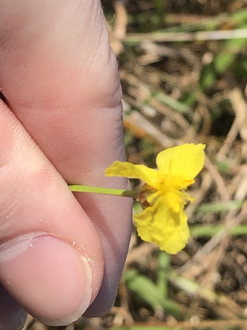 Elliott's Yelloweyed Grass photo 7