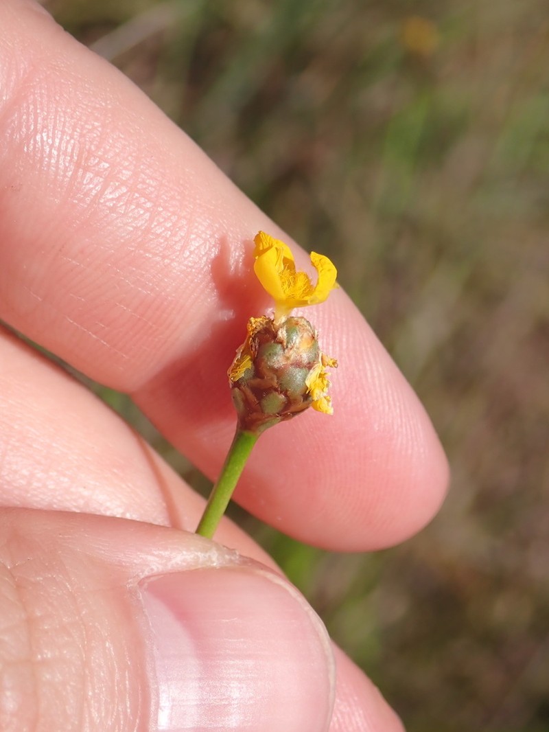 Elliott's Yelloweyed Grass photo 8