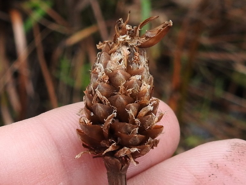 Fringed Yelloweyed Grass photo 2