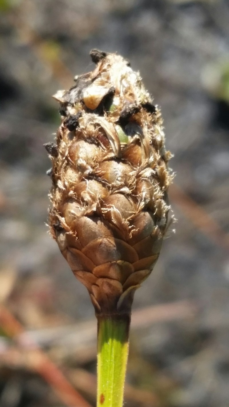 Fringed Yelloweyed Grass photo 3