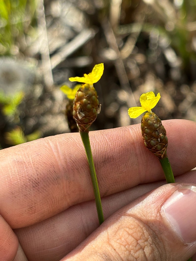 Fringed Yelloweyed Grass photo 6