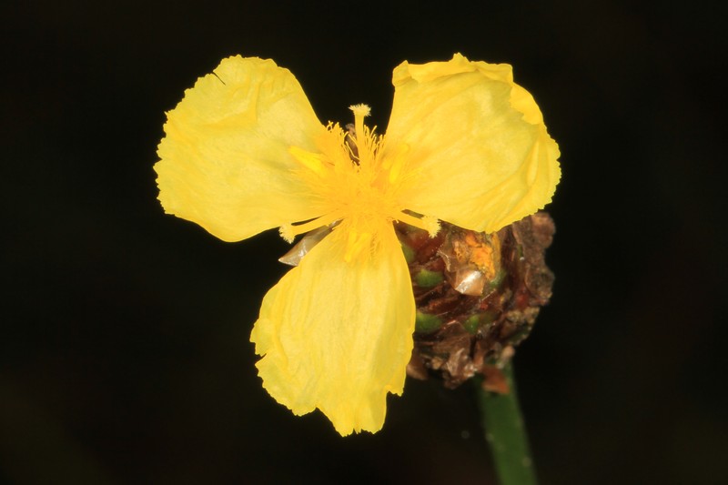 Fringed Yelloweyed Grass