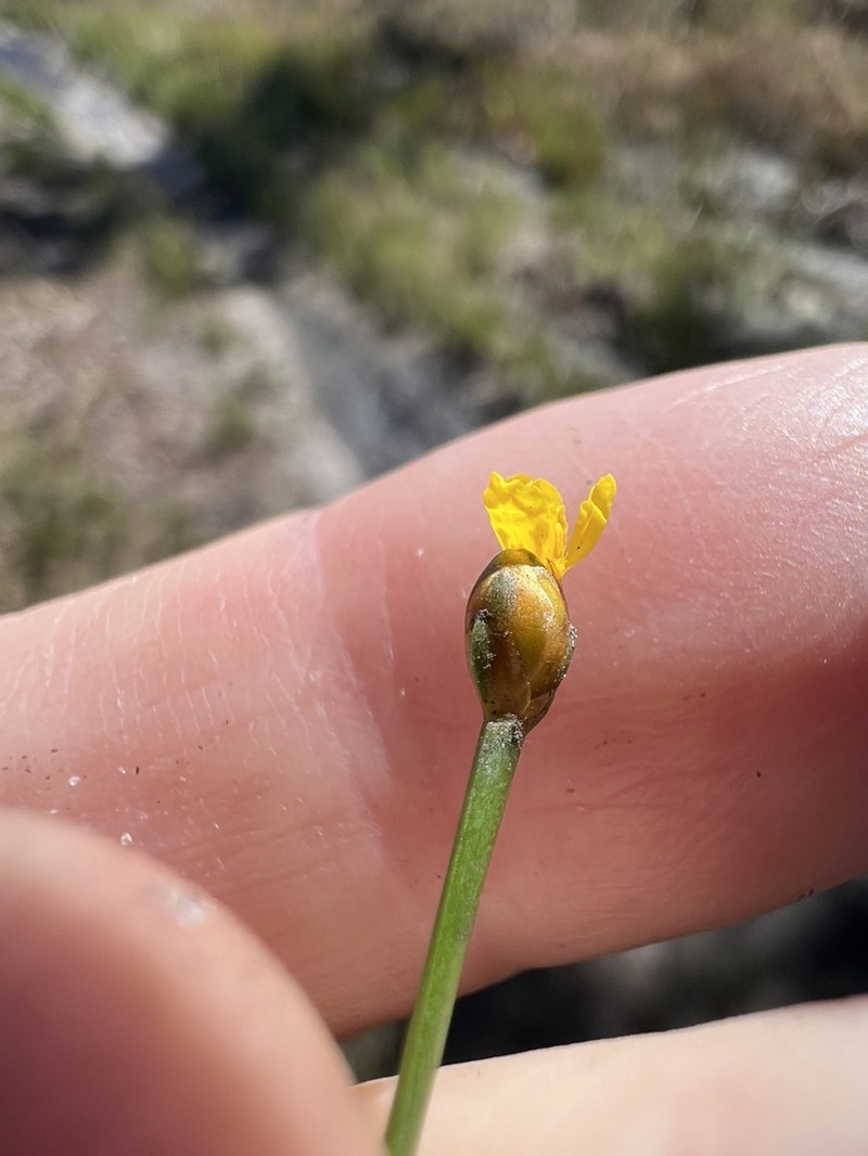 Savannah Yelloweyed Grass