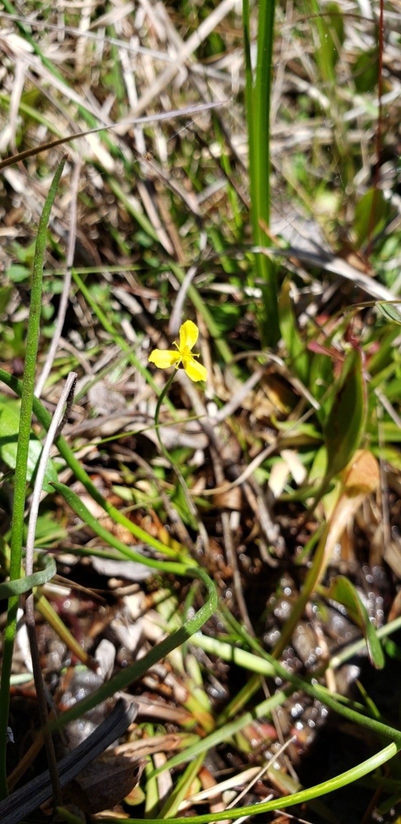 Savannah Yelloweyed Grass photo 2