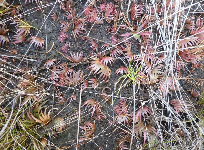 Savannah Yelloweyed Grass photo 3