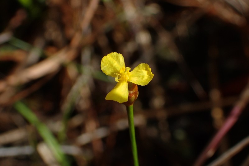 Savannah Yelloweyed Grass photo 4