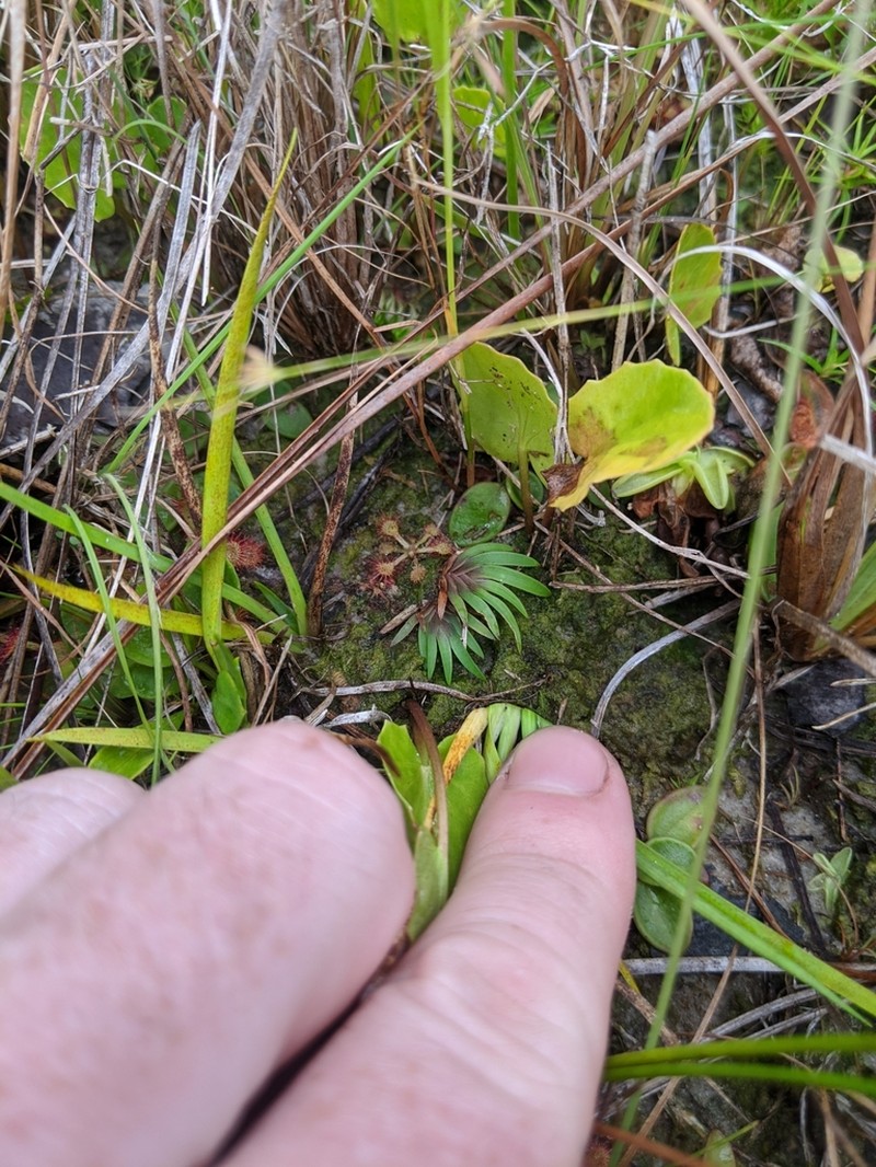 Savannah Yelloweyed Grass photo 6