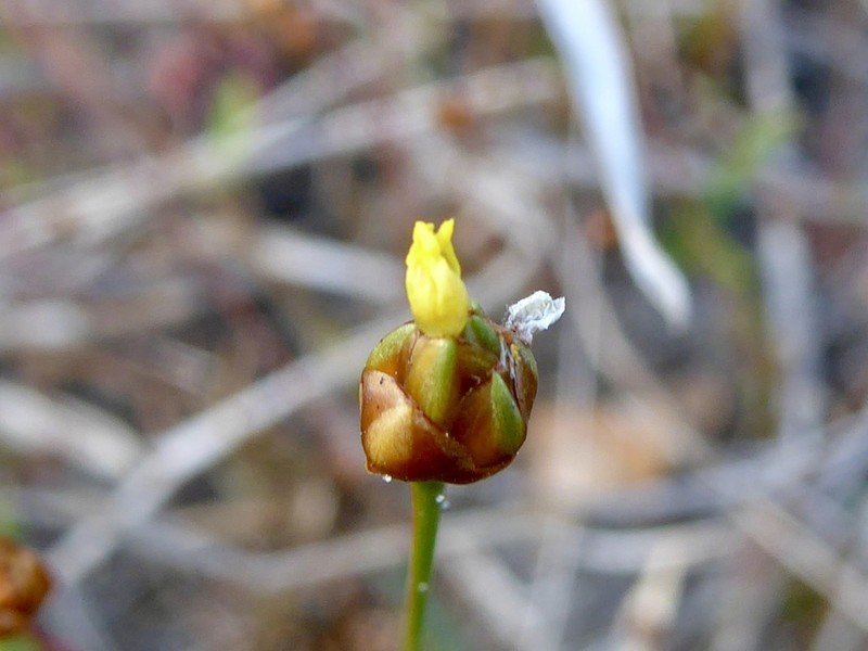 Savannah Yelloweyed Grass photo 8