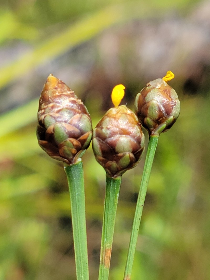 Florida Yellow-Eyed-Grass