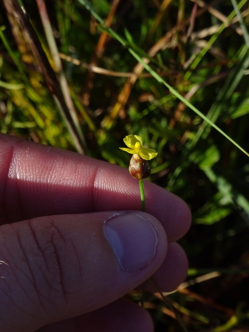 Florida Yellow-Eyed-Grass photo 2
