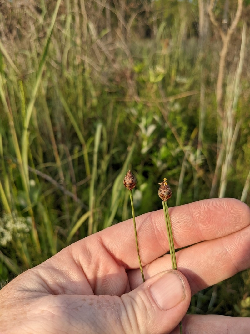 Florida Yellow-Eyed-Grass photo 3