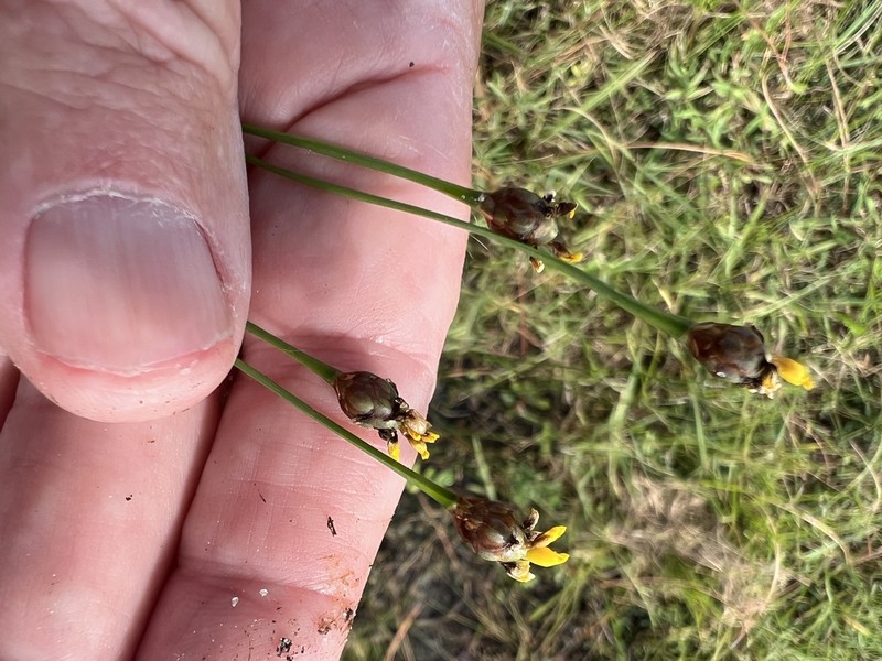 Florida Yellow-Eyed-Grass photo 4