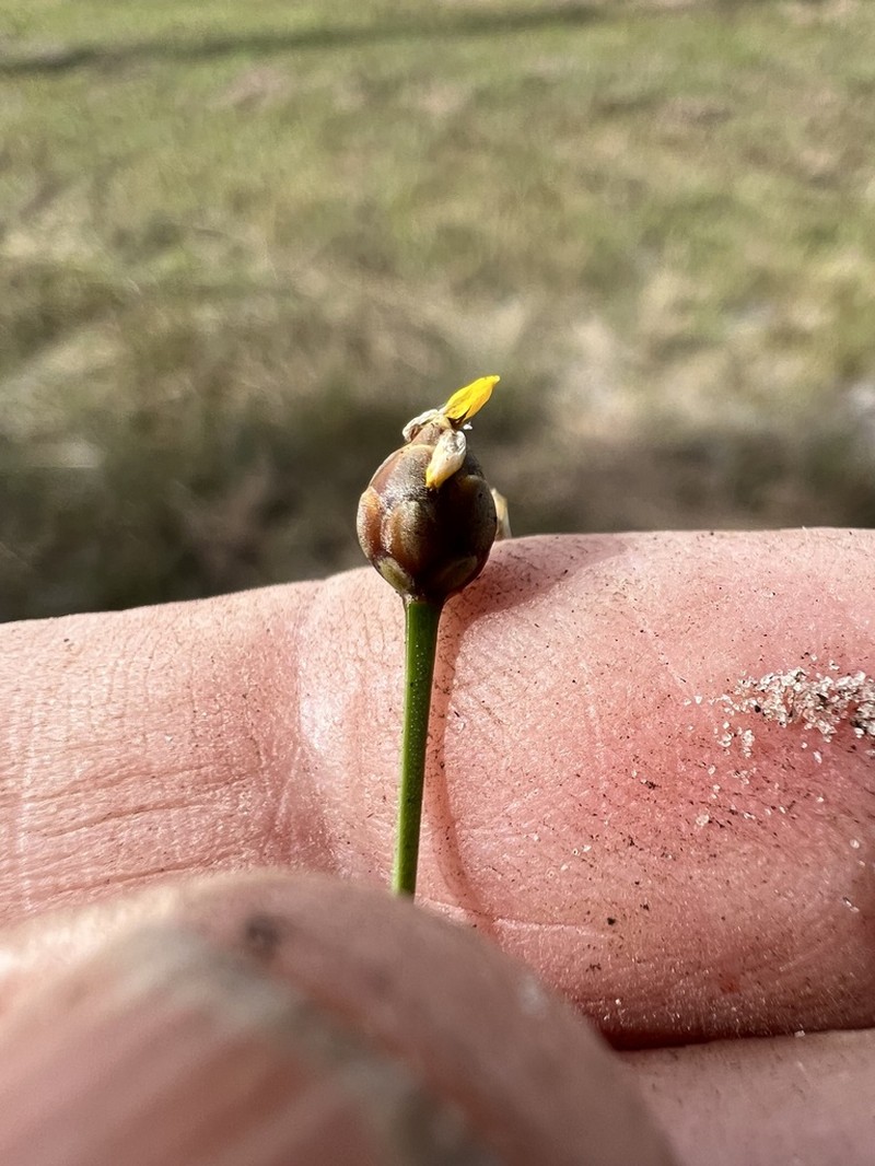 Florida Yellow-Eyed-Grass photo 5