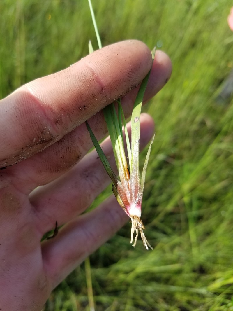 Florida Yellow-Eyed-Grass photo 6