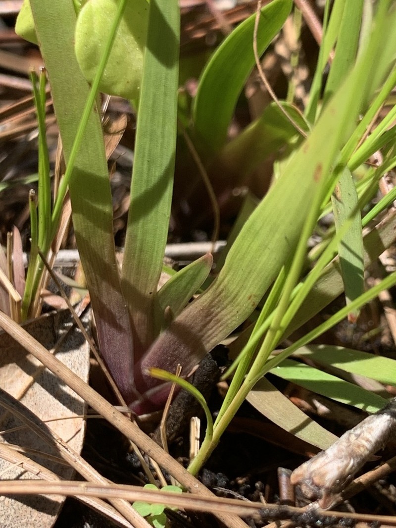 Florida Yellow-Eyed-Grass photo 8