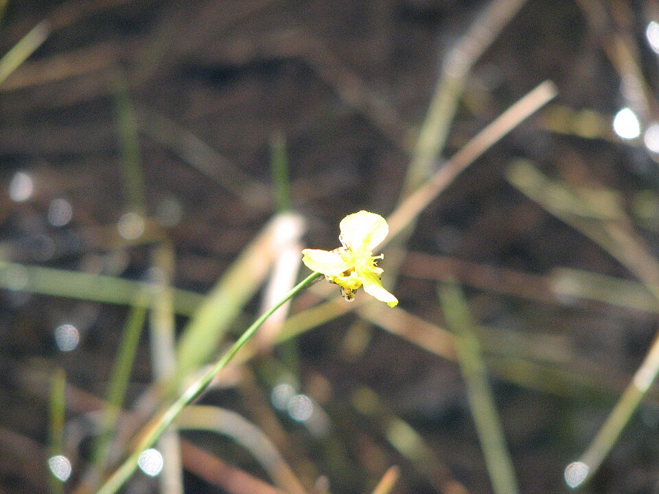 Florida Yellow-Eyed-Grass photo 2